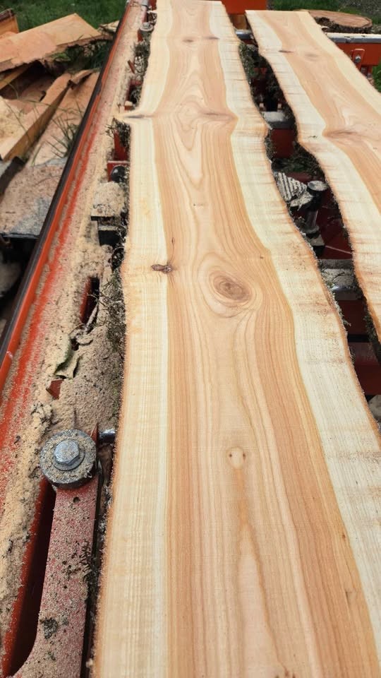 Live edge wood slabs - Image 2