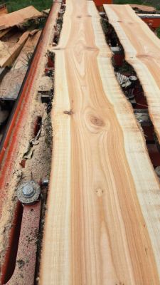 Live edge wood slabs