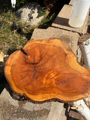 Assorted Live Edge Wood Slices