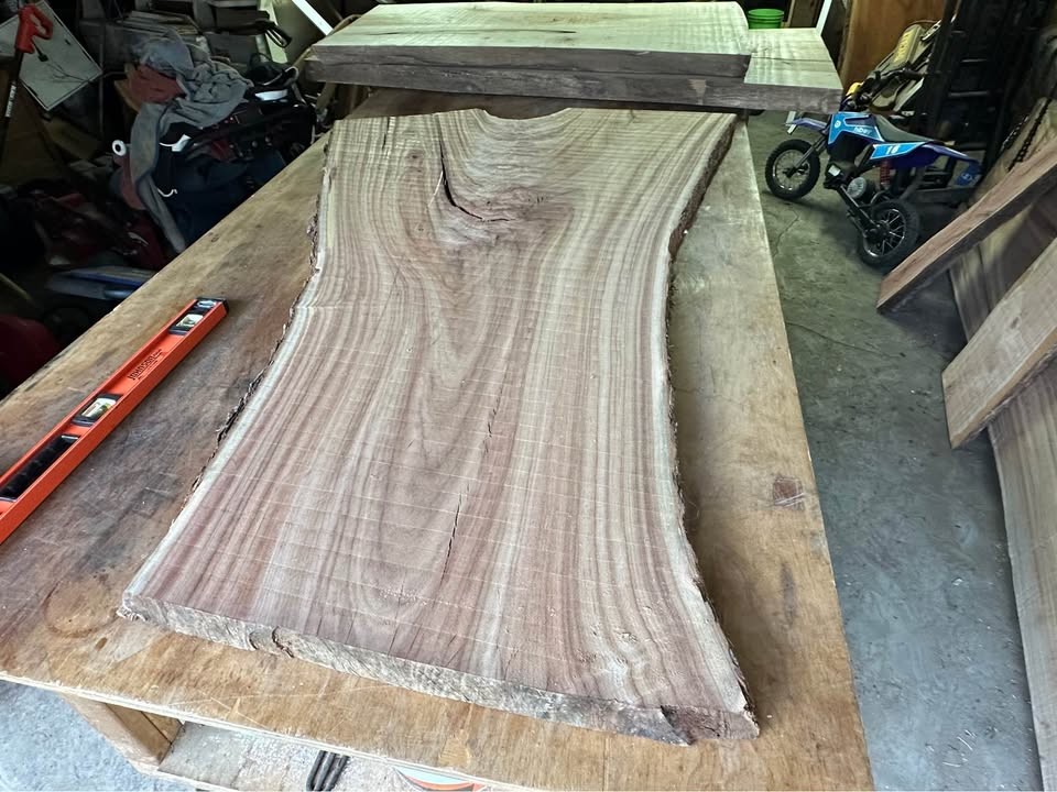 Big Camphor Slab Dried/Flattened - Image 3
