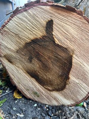 Spalted Maple slabs