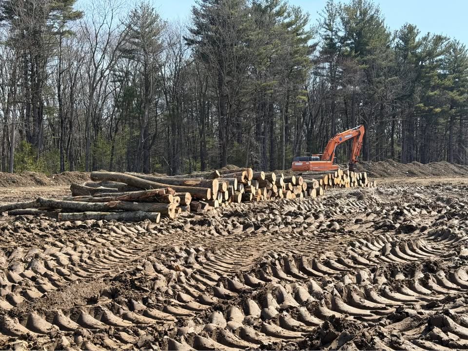Log For Slabs - Image 7