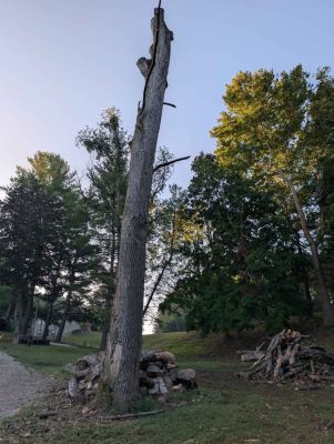 Oak Tree, SawMill, Slab, Fire Wood