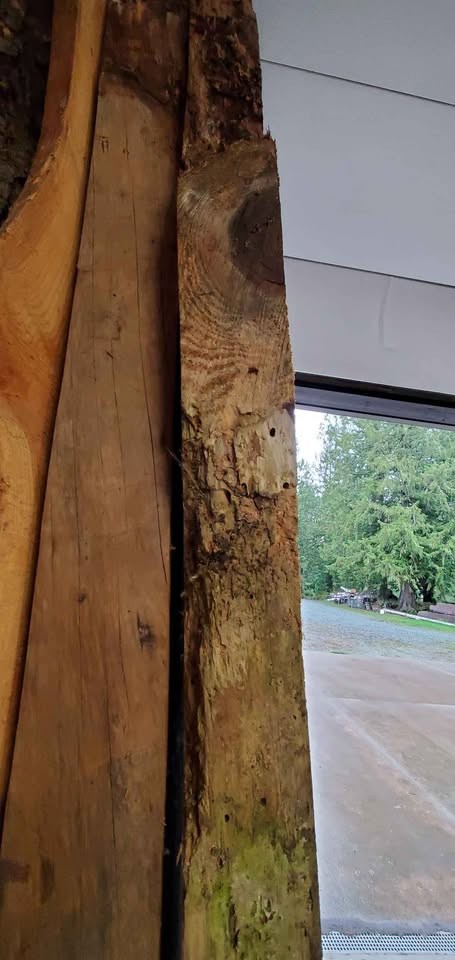 Doug fir live edge slab, kiln dried - Image 5