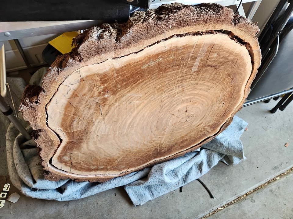 Large Arizona Juniper Live Edge Slab / Wood Cookie – 3" Thick - Image 1