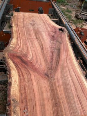 Storm-Damaged Trees? Portable Sawmill – On-Site Milling
