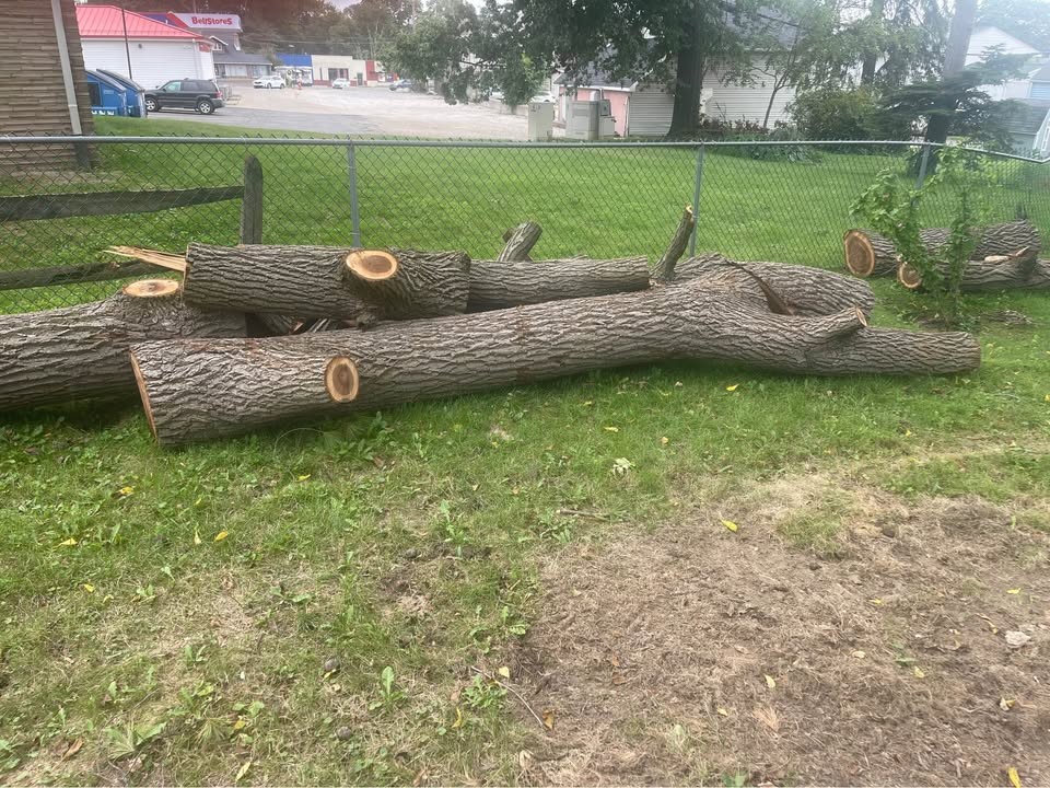 Walnut wood for sale - Image 3