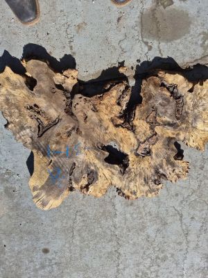 Buckeye Burl Slabs