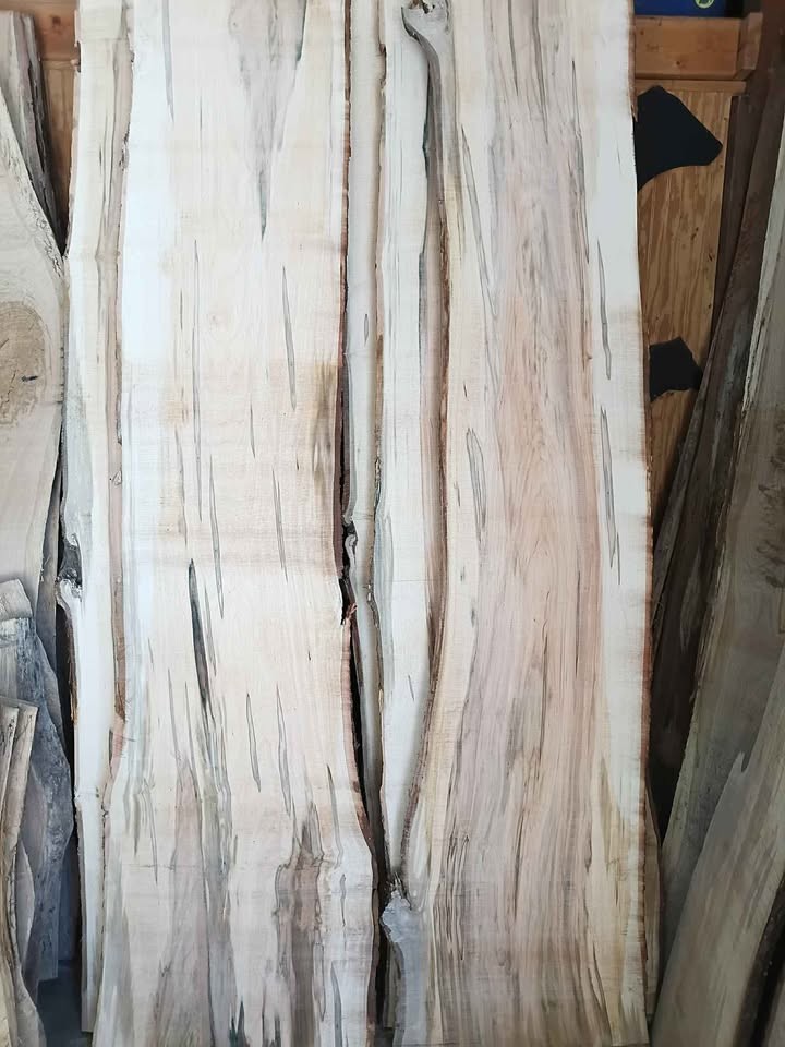 Live edge ambrosia Maple slabs - Image 4