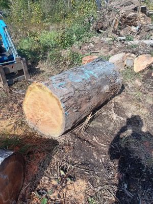Maple fir and cedar for sale