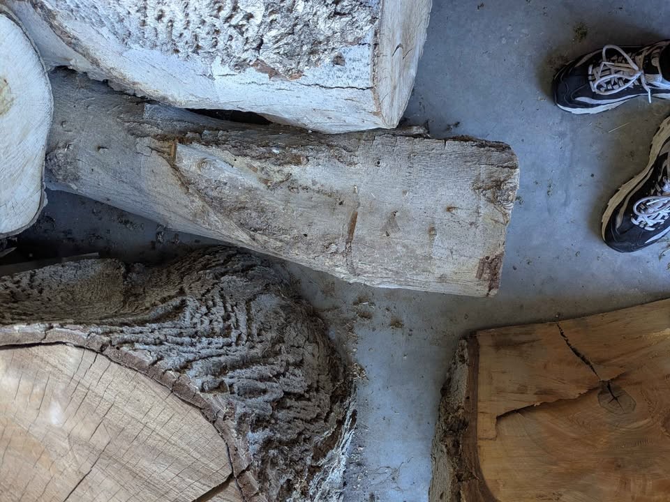 Walnut - Image 2