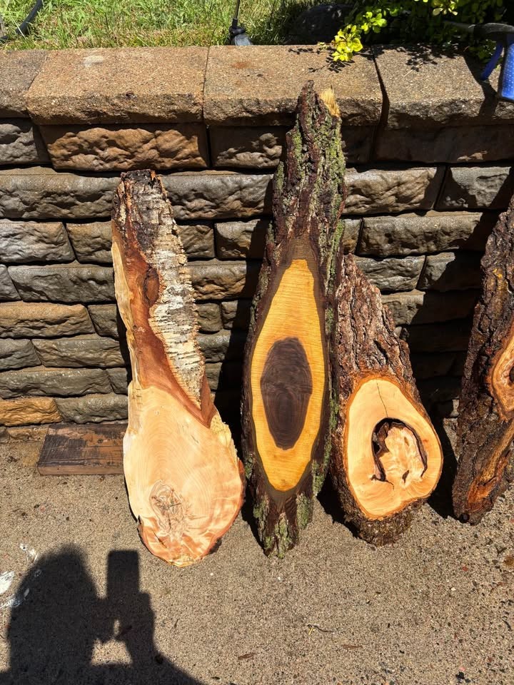 Assorted Live Edge Wood Slices - Image 7