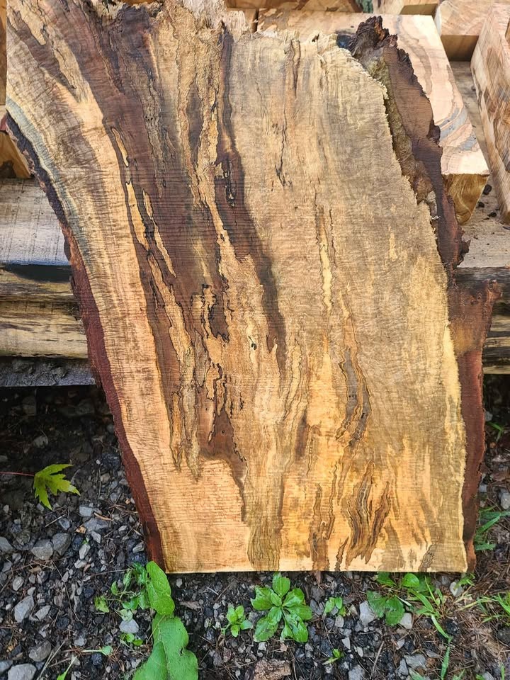 Curly spalted ambrosia maple turning blanks and rounds - Image 3