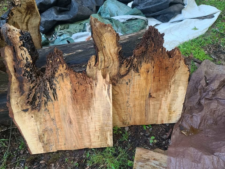 Curly spalted ambrosia maple turning blanks and rounds - Image 5