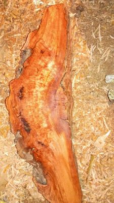 Cherry Burl Slab 18" x 6" x 2.25" — Deep Red Figured Live Edge Blank