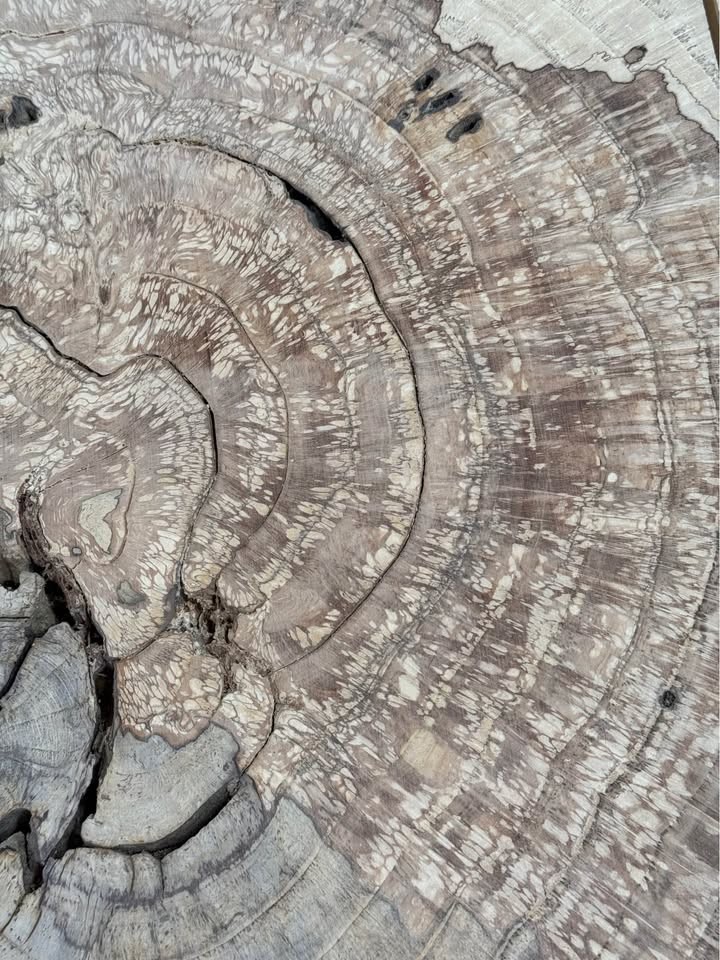 Large White Oak Burls Wood Burl Slabs Book matched and Rare - Image 4