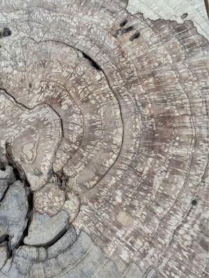Large White Oak Burls Wood Burl Slabs Book matched and Rare