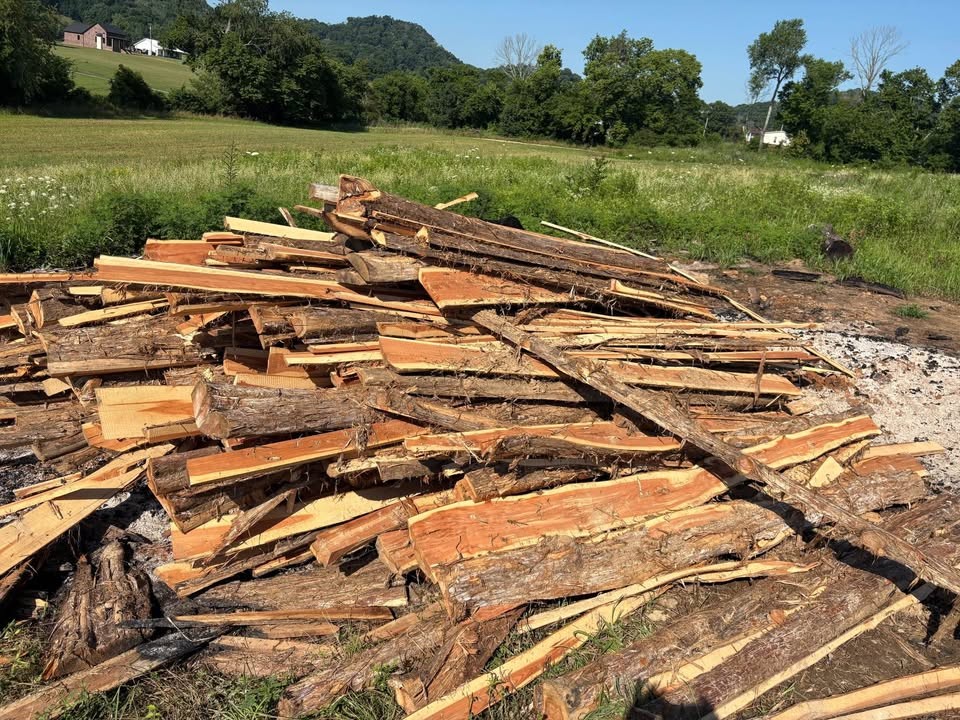 Eastern red cedar - Image 2