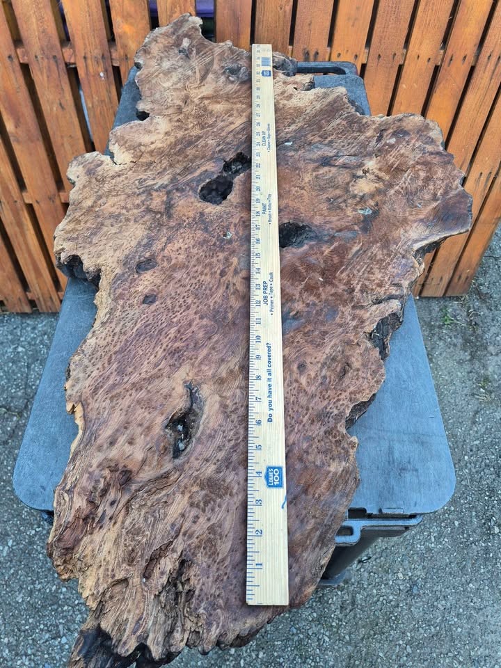 Burl slab/wood - Image 2