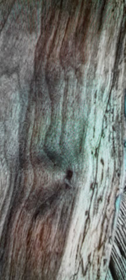 Rare Spalted Walnut Live Edge and Logs.... One of a Kind - Image 3