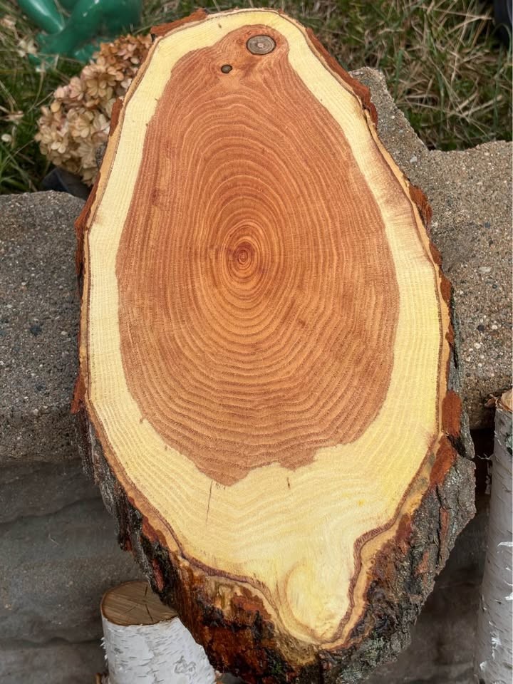 Assorted Live Edge Wood Slices - Image 2