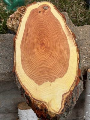 Assorted Live Edge Wood Slices