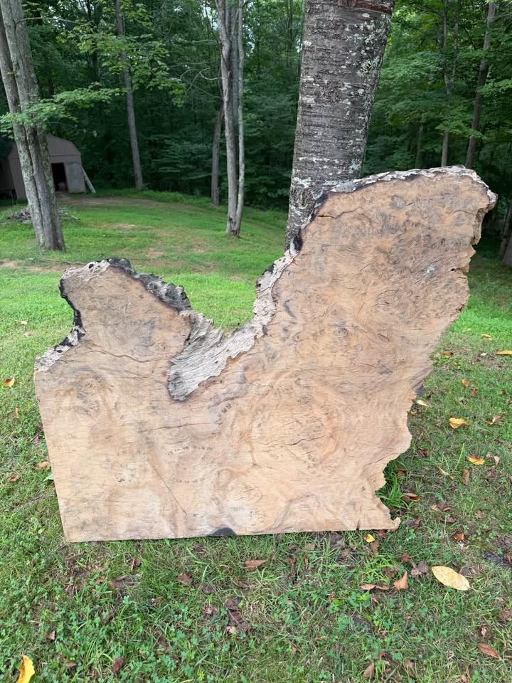 Live Edge Piqua Wood Slab - Image 2