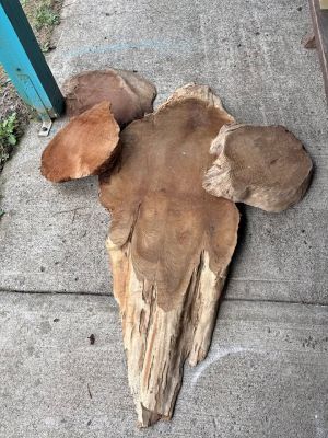 Large Natural Wood Root / Tree Trunk Slab – Rustic Statement Piece – $450 OBO