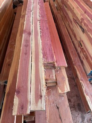 Eastern red cedar