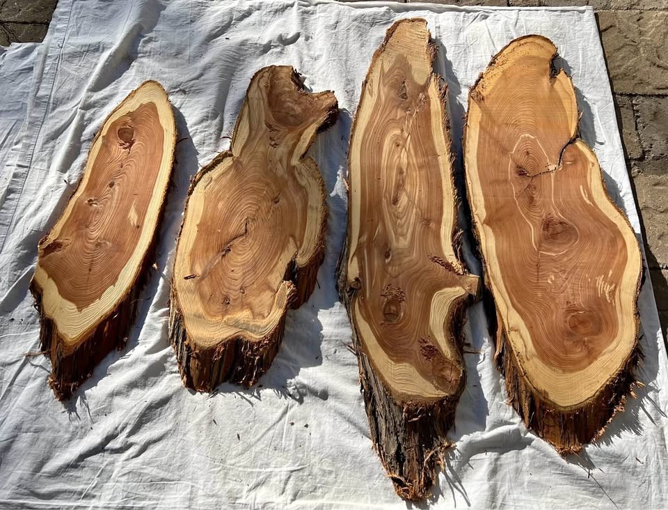 Live Edge Cedar Wood Slices/slabs - 
Individual or the Lot - Image 1