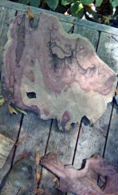 Live Edge Wood Slabs for Woodworking