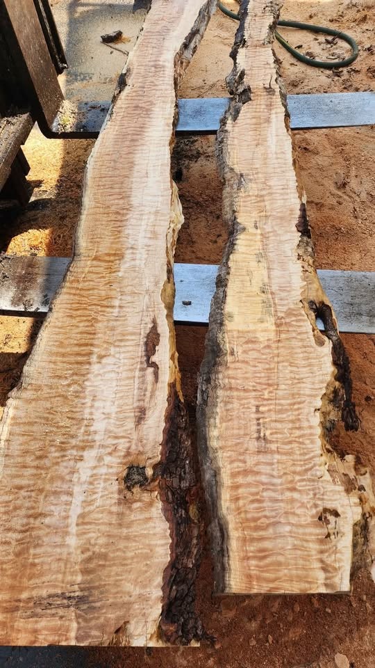Wood slabs , Vacuum Kiln dried and surfaced flat , 800 fully dried slabs - Image 10