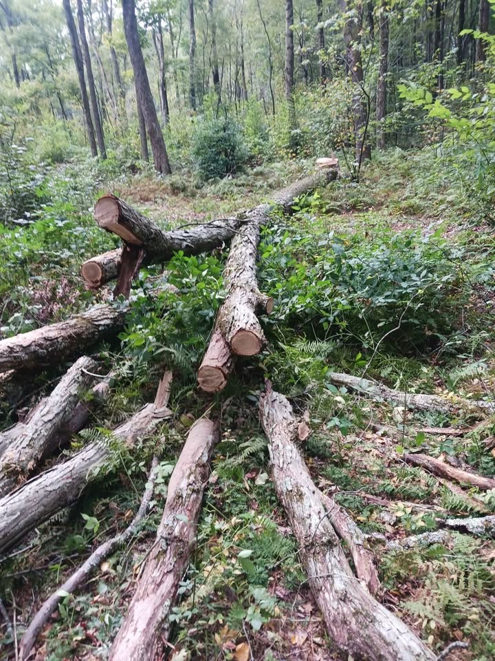 Logs for lumber, live edge slabs, or firewood. Best offer? - Image 5
