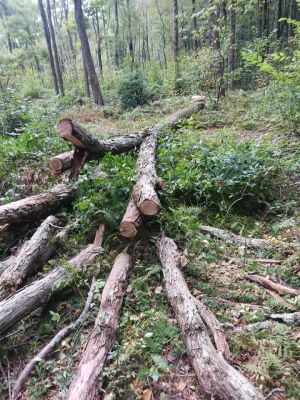 Logs for lumber, live edge slabs, or firewood. Best offer?