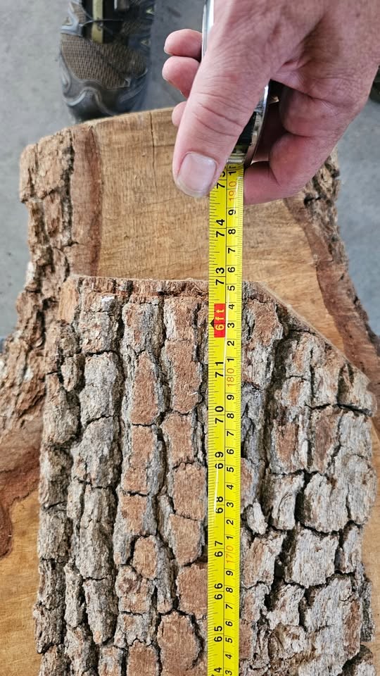 Oak slabs - Image 5