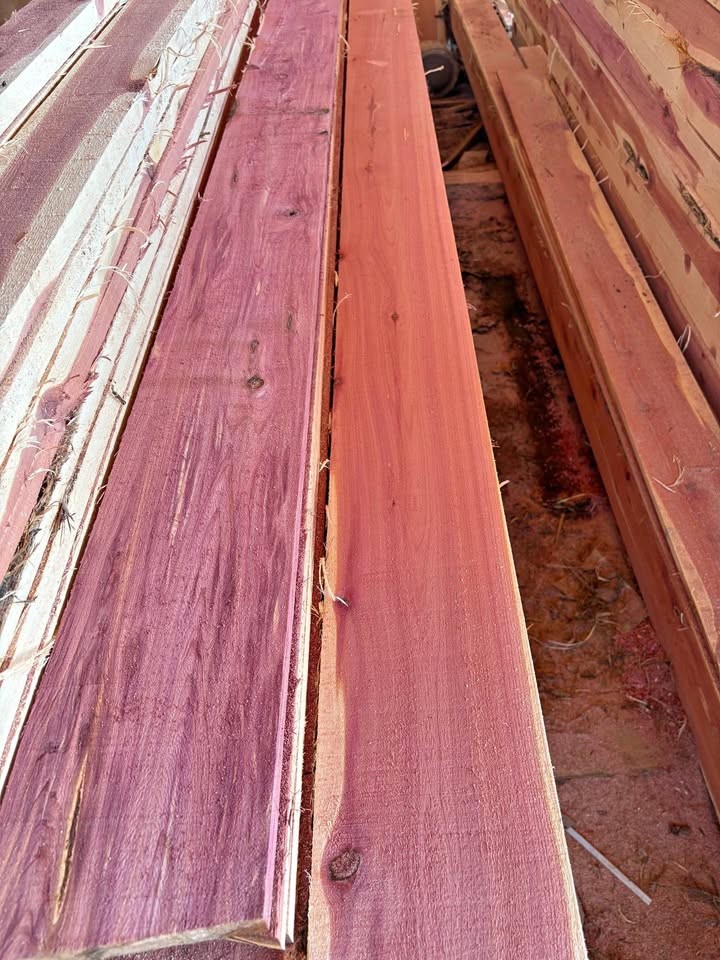 Eastern red cedar - Image 1