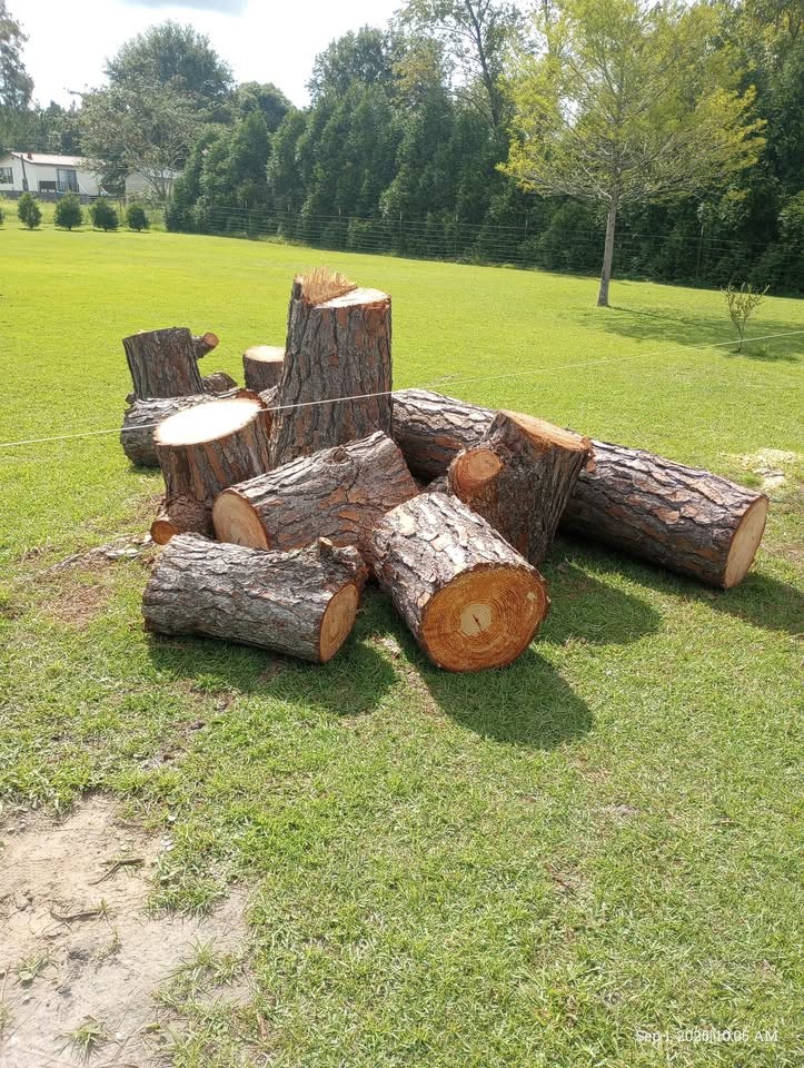 Fresh Cut Pine Wood - Image 3