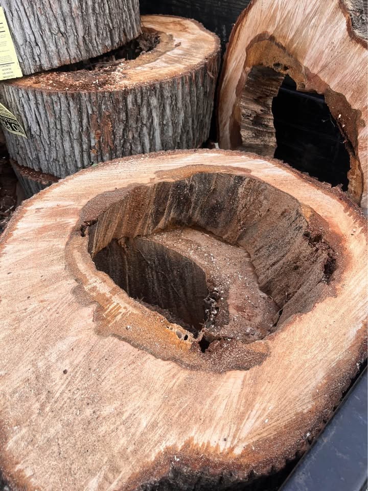 Live Edge Maple Slabs – Hollow Center – Unique Woodworking Projects - Image 2