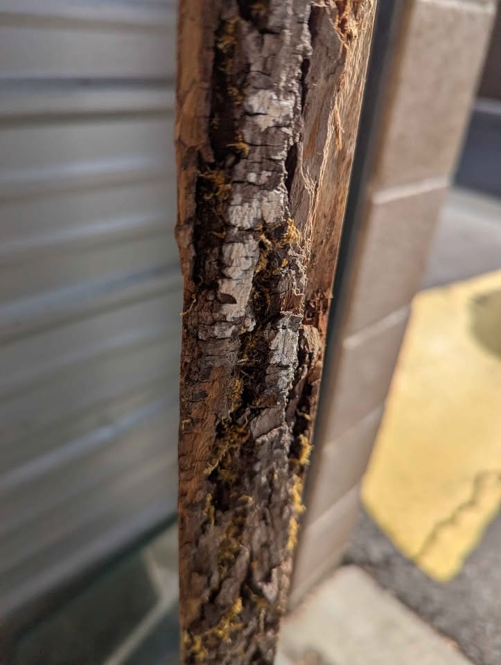Beautiful wood slab 1.5" x 14" x 47" long. Type of wood unknown - Image 2