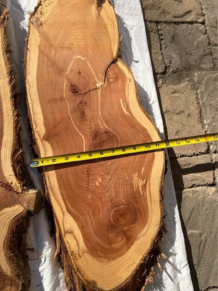 Live Edge Cedar Wood Slices/slabs - 
Individual or the Lot - Image 9