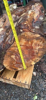 Alder crotch wood spalted figured  huge  beautiful piece !￼