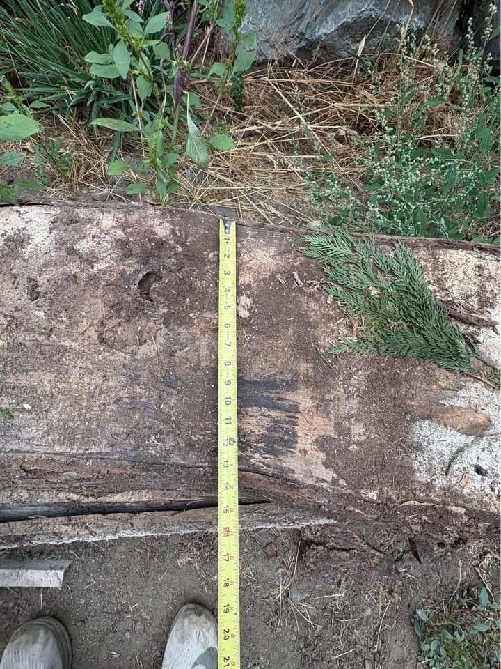 Maple wood 3” thick - Image 5