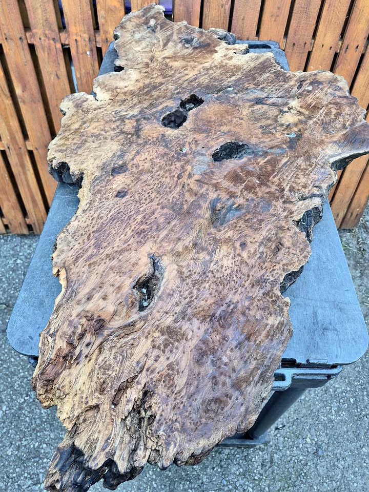 Burl slab/wood - Image 1