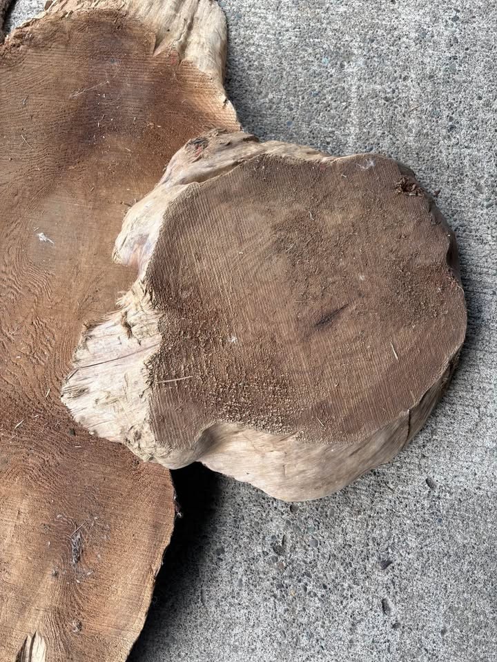 Large Natural Wood Root / Tree Trunk Slab – Rustic Statement Piece – $450 OBO - Image 3