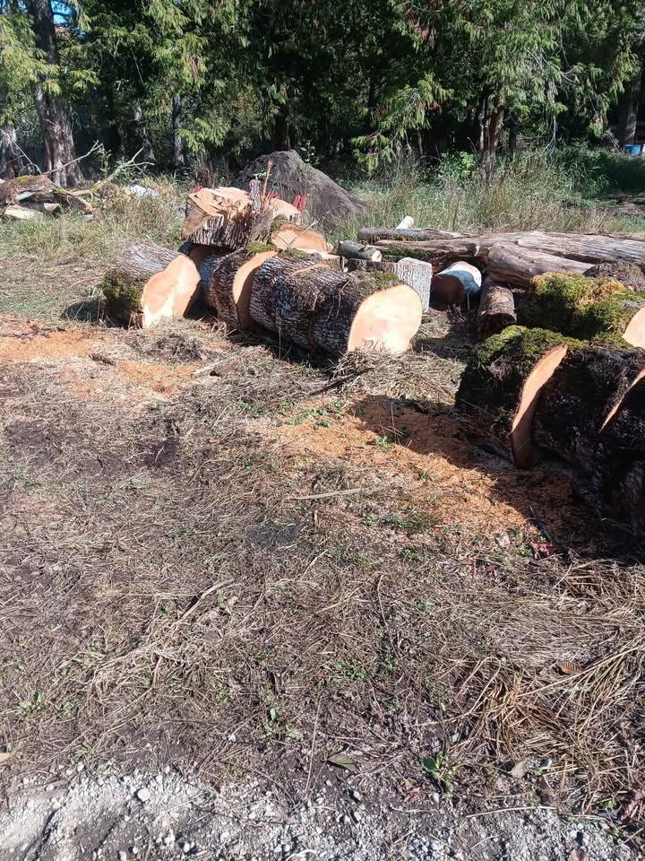Maple fir and cedar for sale - Image 3