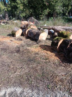 Maple fir and cedar for sale