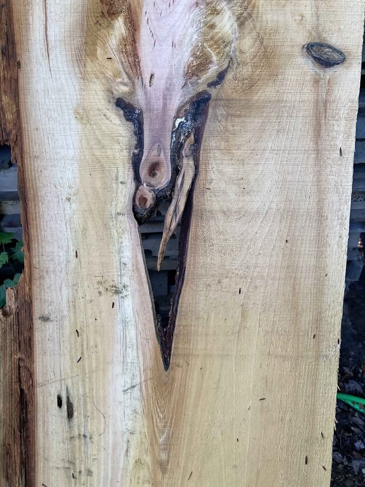 Pine slab from upper michigan