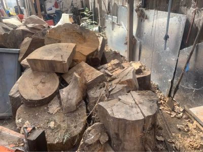 Sycamore Wood Rounds