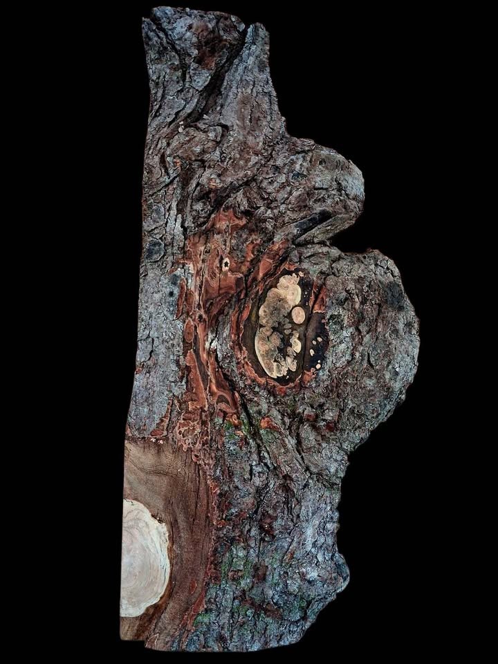 XL INSANELY FIGURED AMBROSIA MAPLE Burl wood Blank, Birdseye Maple Burl, Live Edge Maple, EPOXY WOOD - Image 2