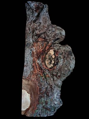 XL INSANELY FIGURED AMBROSIA MAPLE Burl wood Blank, Birdseye Maple Burl, Live Edge Maple, EPOXY WOOD